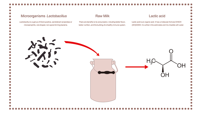 Lactobacillus